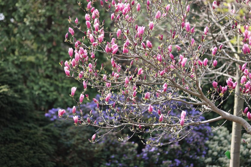 Festiwal Magnolii w Ogrodzie Botanicznym
