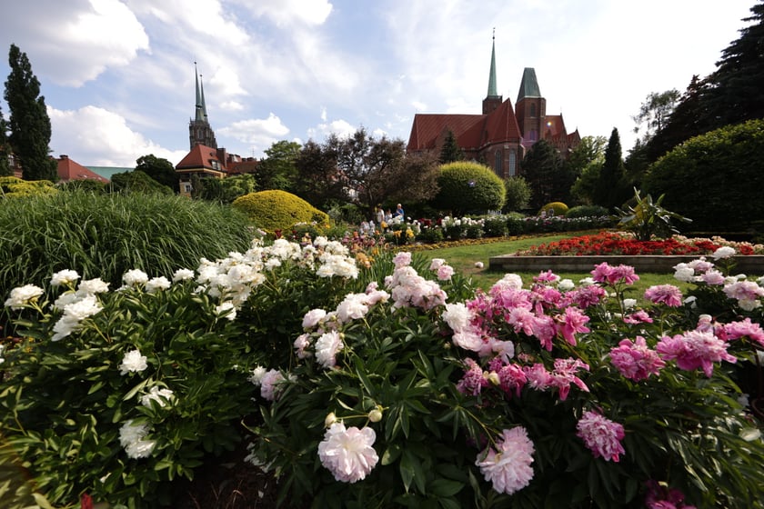 Kwiaty w Ogrodzie Botanicznym UWr