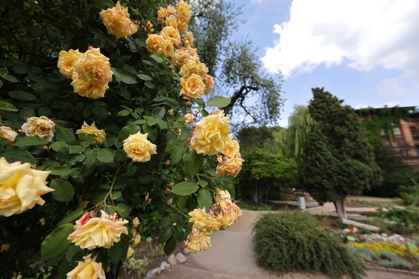 Kwiaty w Ogrodzie Botanicznym UWr