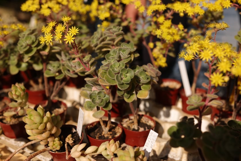 Kwiaty w Ogrodzie Botanicznym UWr