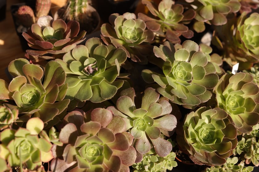 Kwiaty w Ogrodzie Botanicznym UWr