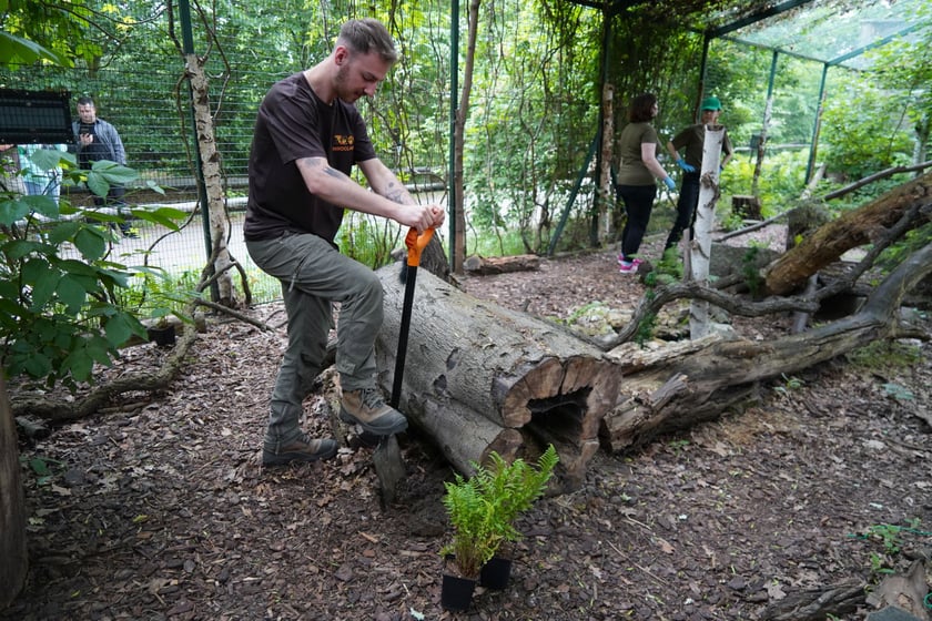 Opiekun na wybiegu żbików w ZOO