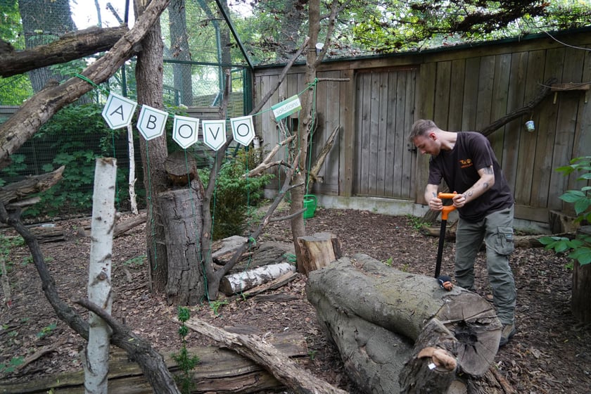 Wybieg żbików i opiekun w ZOO