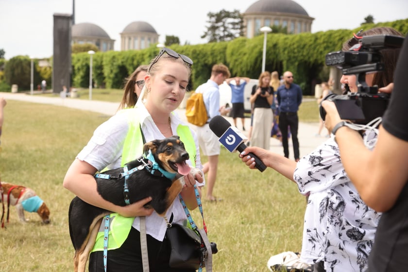 Spacer z bezdomnymi psami po Pergoli
