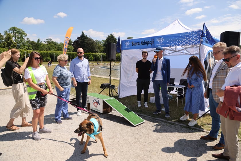 Spacer z bezdomnymi psami po Pergoli