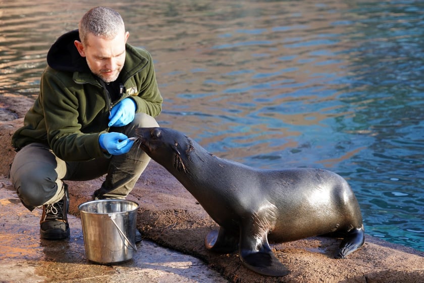 Opiekun zwierząt z zoo Wrocław. Paweł Borecki, inspektor ds. hodowlanych oddział Płetwonogi i Pingwiny