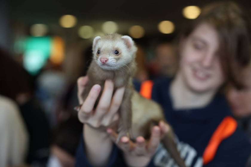 Dolnośląskie Targi Zoologiczne na Tarczyński Arena we Wrocłąwiu