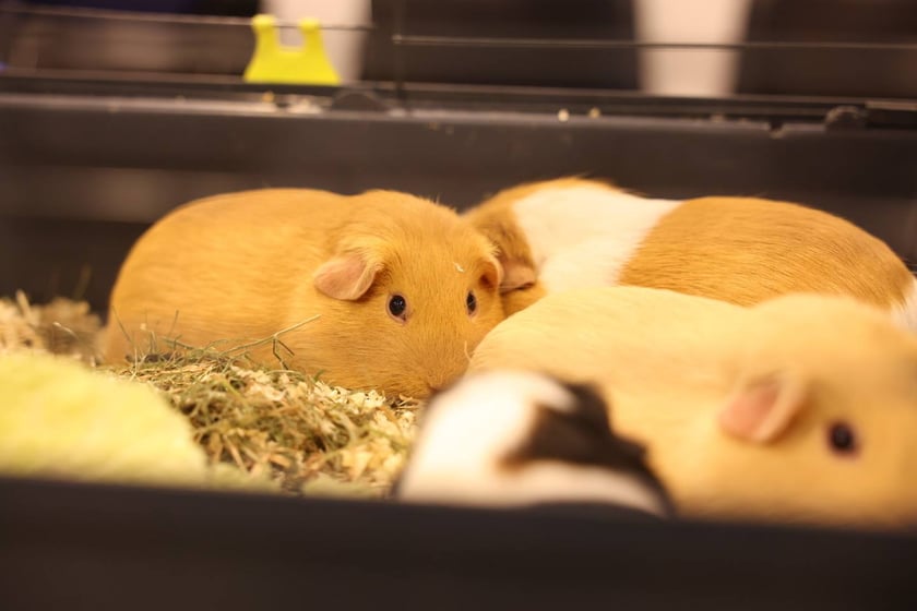 Dolnośląskie Targi Zoologiczne na Tarczyński Arena we Wrocłąwiu