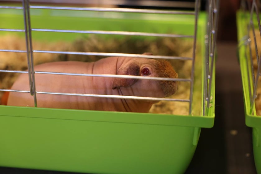 Dolnośląskie Targi Zoologiczne na Tarczyński Arena we Wrocłąwiu