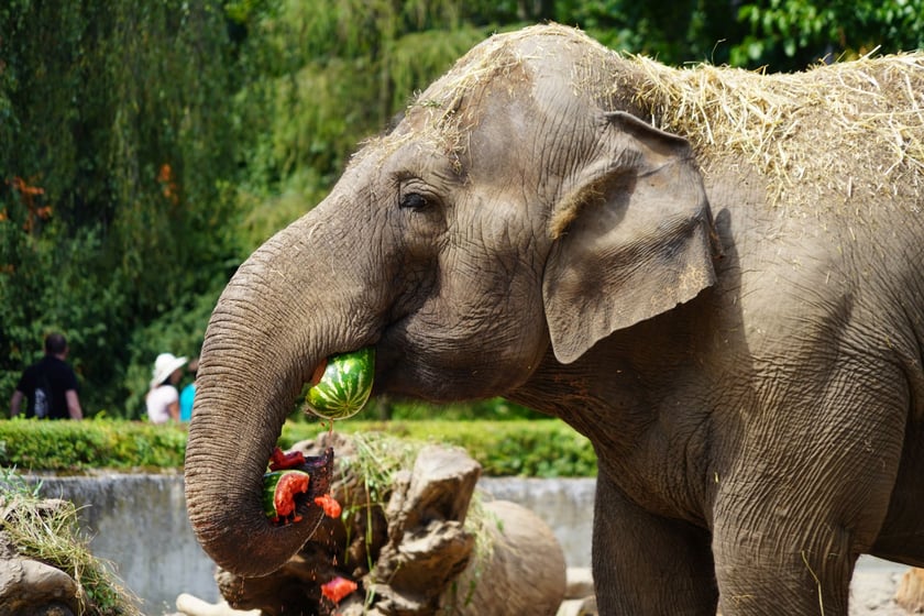 Słonie z zoo lubią słodkie arbuzy.