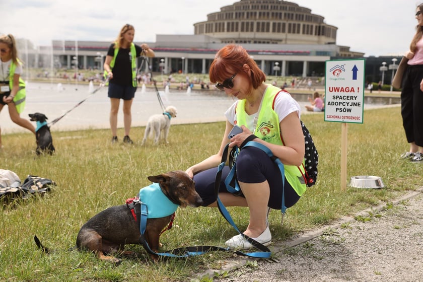 Akcja z adopcyjnym spacerami, zorganizowana przez Grupę Ratuj przy Hali Stulecia