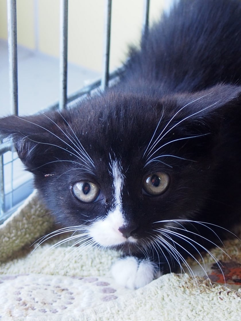 Kocięta do adopcji z wrocławskiego schroniska