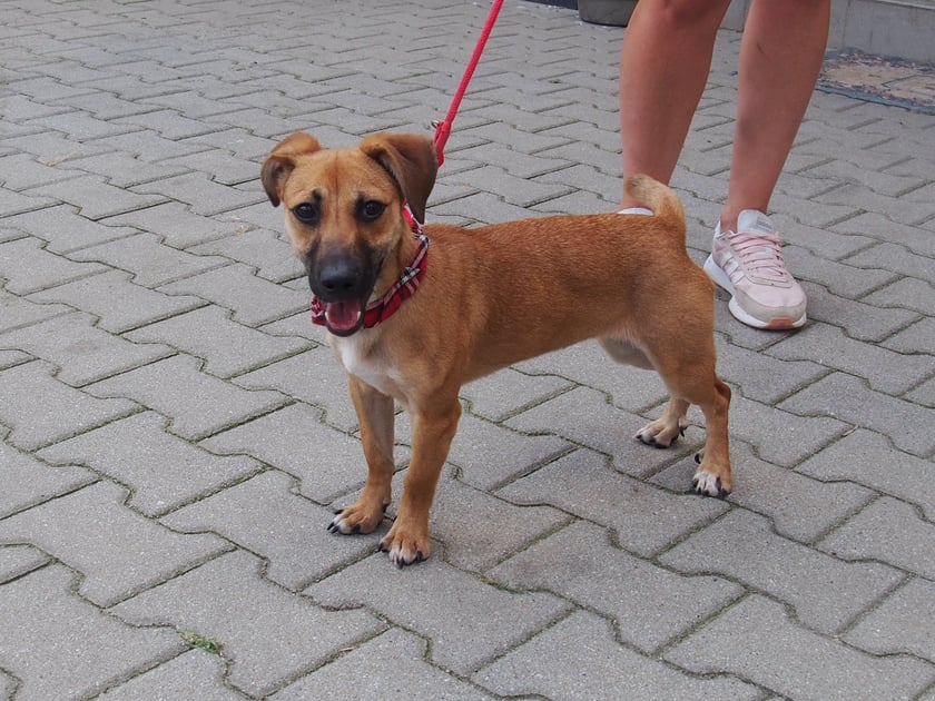 Pysia nie ma jeszcze roku. Była znaleziona. To wesoła skoczna suczka, kt&oacute;ra uwielbia spacery u boku opiekuna. Toleruje inne psy, ale nie lubi, gdy są zbyt nachalne. Aktualnie odbywa kwarantannę i niebawem będzie gotowa do adopcji.