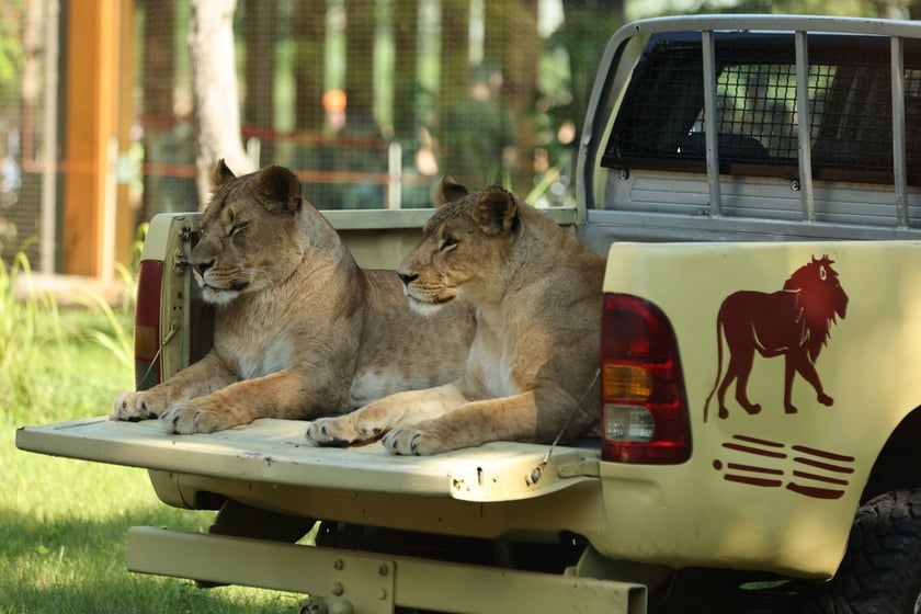 Uroczyste otwarcie nowej Lwiarni we wrocławskim zoo