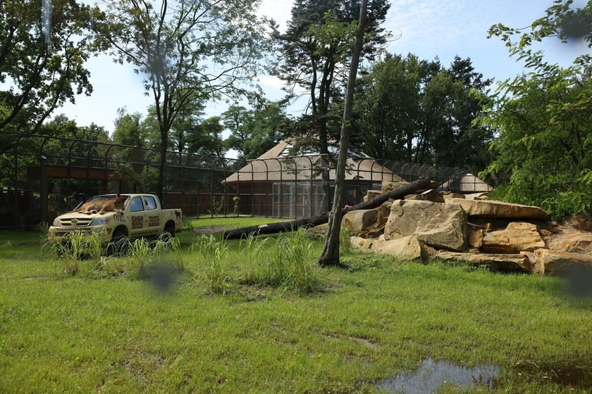 Uroczyste otwarcie nowej Lwiarni we wrocławskim zoo