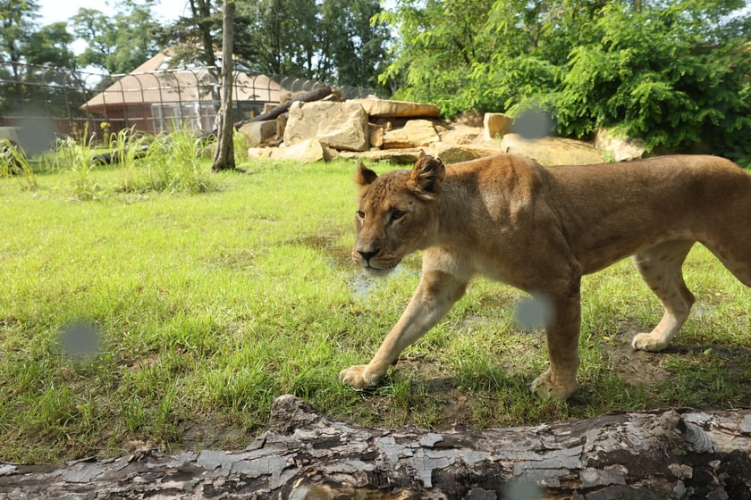 Uroczyste otwarcie nowej Lwiarni we wrocławskim zoo