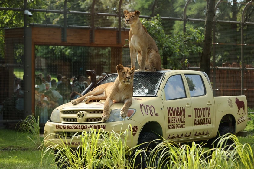 Uroczyste otwarcie nowej Lwiarni we wrocławskim zoo