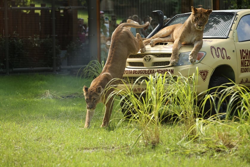 Uroczyste otwarcie nowej Lwiarni we wrocławskim zoo