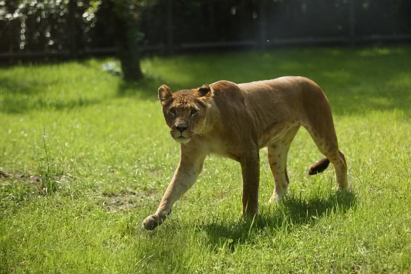 Uroczyste otwarcie nowej Lwiarni we wrocławskim zoo