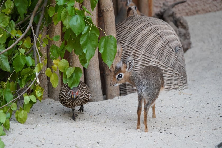 Afrykarium we wrocławskim zoo -&nbsp; mlody dikdik