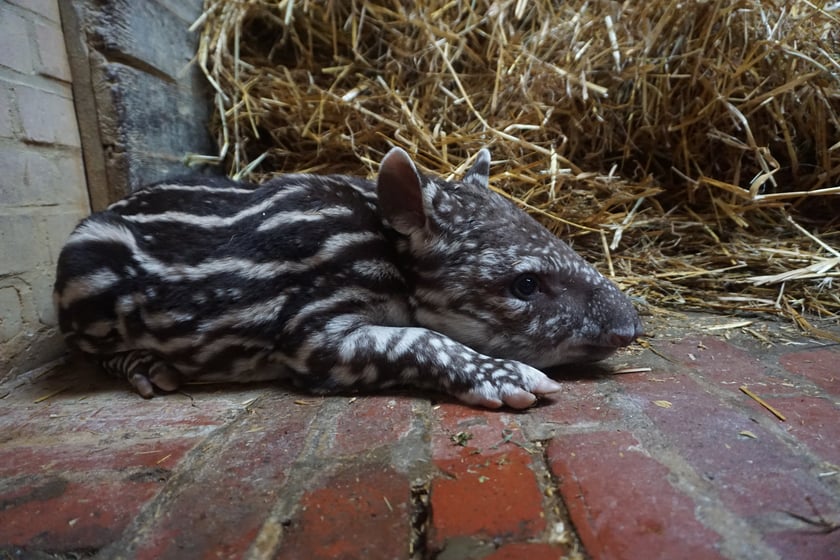Tapirzyca Sara we wrocławskim zoo