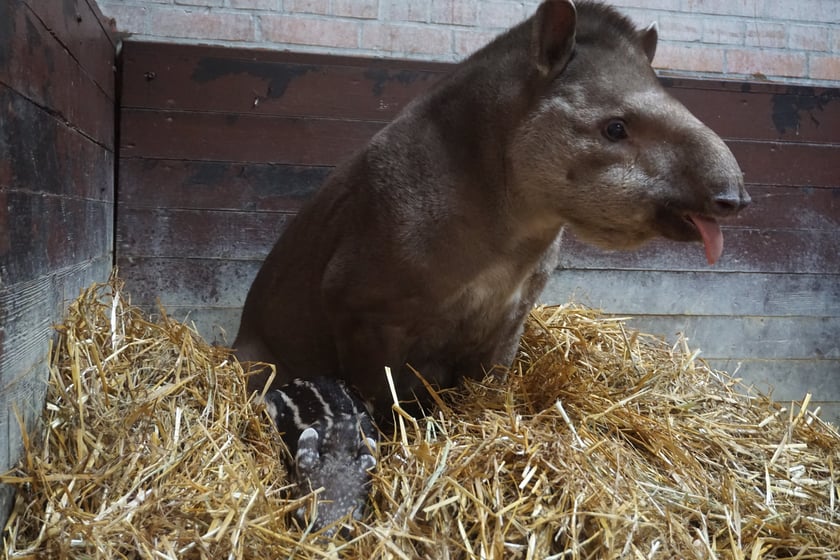 Tapirzyca Sara we wrocławskim zoo