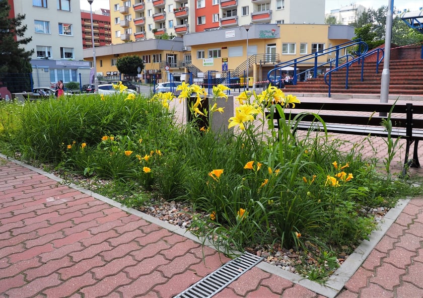 Szkoła Podstawowa nr 118 przy bulwarze Ikara - program Lubię deszcz, ogrody deszczowe