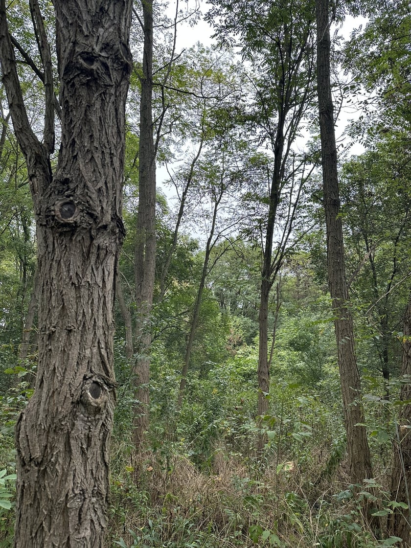 Park przy ul. Rumiankowej