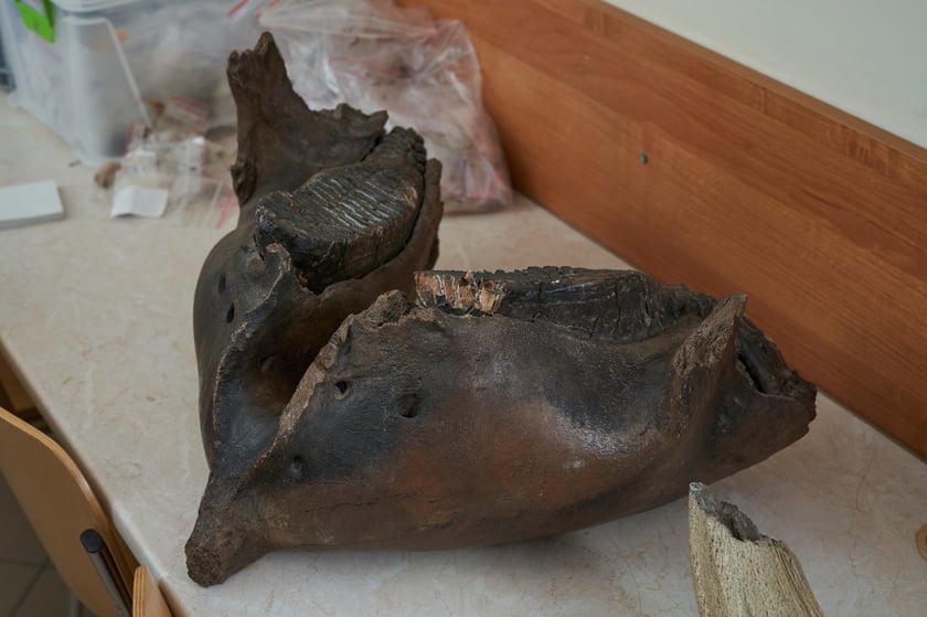 Żuchwa mamuta włochatego (Mammuthus primigenius) z kopalni węgla brunarnego w Koninie
&ndash; U mamut&oacute;w działał specjalny mechanizm wymiany zęb&oacute;w &ndash; wyjaśnia prof. Krzysztof Stefaniak. &ndash; W żuchwie były tylko cztery zęby, dwa u g&oacute;ry dwa u dołu, kt&oacute;re rosły od tyłu do przodu. Ząb, kt&oacute;ry r&oacute;sł, wypychał ten, kt&oacute;ry był już starty. A zużyty kawałek wypadał. 
Mamuty miały trzy zęby mleczne i trzy stałe. Ostatni ząb wyrzynał się, gdy zwierzę miało ok. trzydziestu lat, i z nim funkcjonowało, aż osiągnął wiek&nbsp;ok. 60 lat. Gdy ząb się starł, mamut zdychał z głodu.&nbsp; 