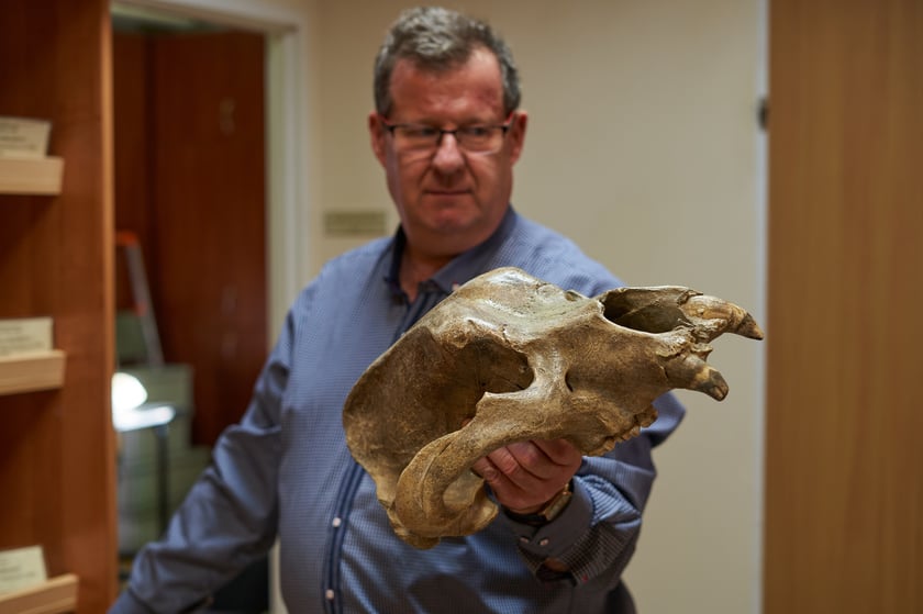 &ndash; Jaskinia Niedźwiedzia słynie ze szkielet&oacute;w kości niedźwiedzi jaskiniowych (Ursus spelaeus). W czaszce zachowały się potężne zęby. Choć był to wegetarianin, odżywiał się roślinami &ndash; wyjaśnia prof. Krzysztof Stefaniak.&nbsp; 