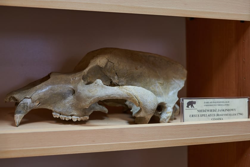 Czaszka niedźwiedzia jaskiniowego (Ursus spelaeu).