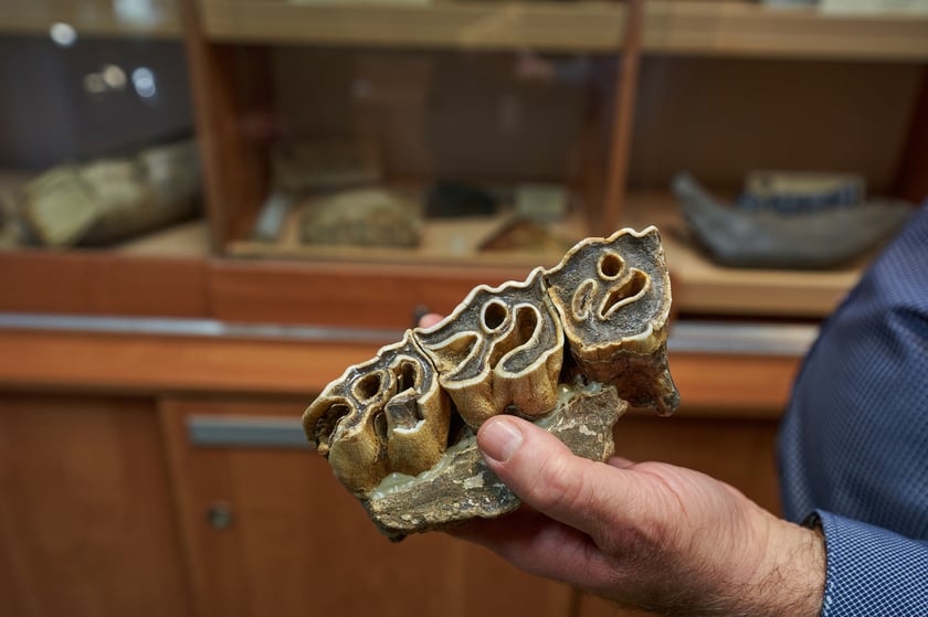 Fragment szczęki nosorożca włochatego (Coelodonta antiquitatis) znaleziony w Jaskini Biśnik na Jurze Krakowsko-Częstochowskiej. 
Na zdjęciu widać zęby ze startymi koronami.