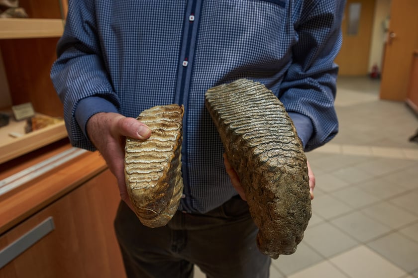 Większy okaz to ząb słonia stepowego, przodka mamuta włochatego (Mammuthus trogonterii) z&nbsp; Bełchatowa, a mniejszy okaz to ząb wsp&oacute;łczesnego słonia afrykańskiego (Loxodonta africana). 
Ząb mamuci ma więcej płytek i pętli.