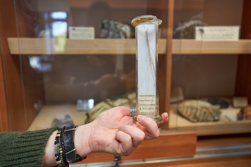 W kolekcji jest też włos mamuta włochatego (Mammuthus primigenius) odnaleziony na Syberii w wiecznej zmarzlinie. 