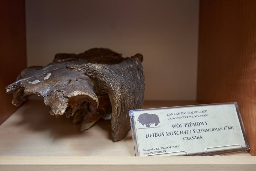 Czaszka wołu piżmowego (Ovibos moschatus). Kolor kości zależy od podłoża, w kt&oacute;rym leżały. Ta &nbsp;leżała w kwaśnym, humusie, prawdopodobniej dawniejszym bagnie, dlatego jest ciemnobrązowa. 