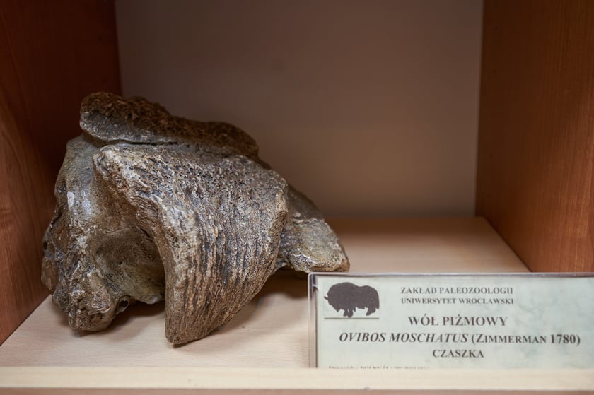Czaszka wołu piżmowego (Ovibos moschatus). Kolor kości zależy od podłoża, w kt&oacute;rym leżały.&nbsp;