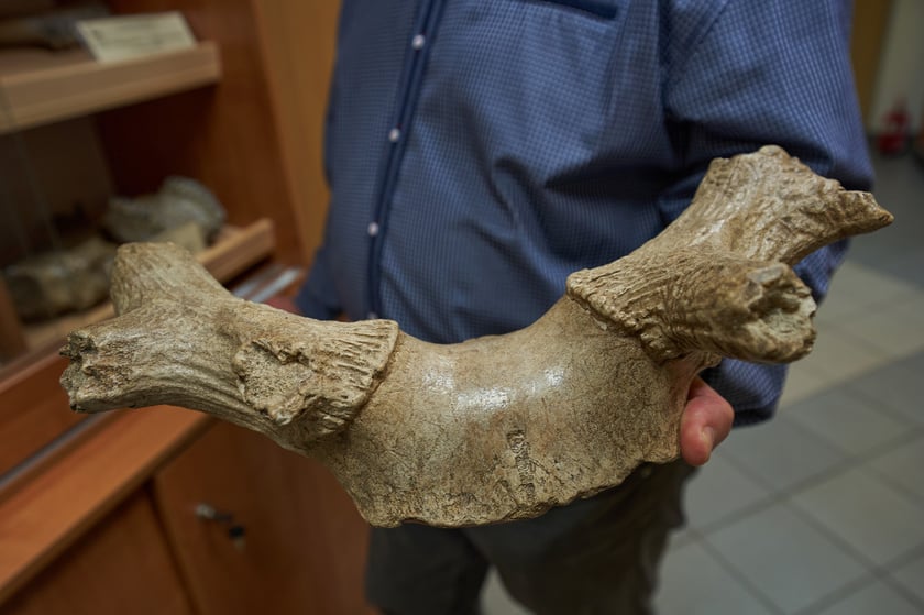 Jeleń szlachetny (Cervus elaphus) z Jaskini Biśnik na Jurze Krakowsko-Wieluńskiej. 
Dzięki śladom na kościach paleozoolodzy ustalili, że został ogryziony przez hieny. 
&ndash; Ponieważ jest poroże, możemy określić porę roku, w kt&oacute;rej jeleń padł. Najprawdopodobniej stało się to wczesną jesienią, w październiku albo nawet we wrześniu, bo poroże jest dość dobrze wykształcone &ndash; wyjasnia prof. Krzysztof Stefaniak.