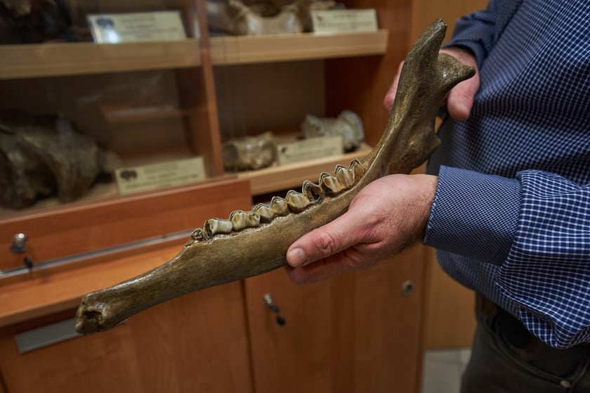 Żuchwa jelenia olbrzymiego (Megaloceros giganteus) z Jaskini Biśnik na Jurze Krakowsko-Wieluńskiej.