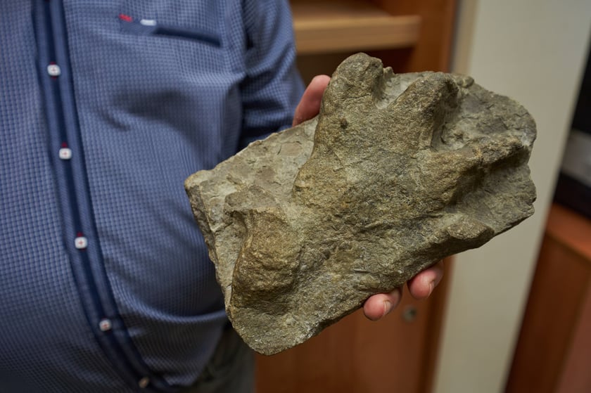 Trop kopalnego gada z ery paleozoicznej z okolic Wambierzyc.
&ndash; W erze paleozoicznej w okolicach Wambierzyc i Nowej Rudy było płytkie morze i tam brodziły gady. W kilku miejscach zachowały się ich tropy. Na zdjęciu widzimy właśnie takie tropy. Najpierw ichtiozaur zrobił odcisk, kt&oacute;ry następnie wypełnił się materiałem &ndash; wyjaśnia prof. Krzysztof Stefaniak. 