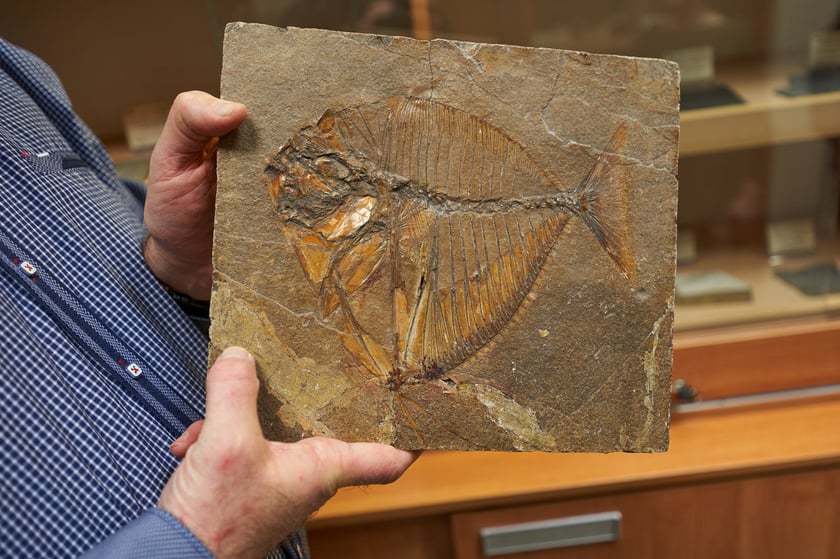 W Włoszech w okresie eocenu (ok.&nbsp; 56&ndash;33 mln lat temu) było też ciepłe morze. W słynnym paleontologicznym stanowisku Monte Bolca zachowało się&nbsp;wiele odcisk&oacute;w ryb. Na zdjęciu okaz Mene rhombea.