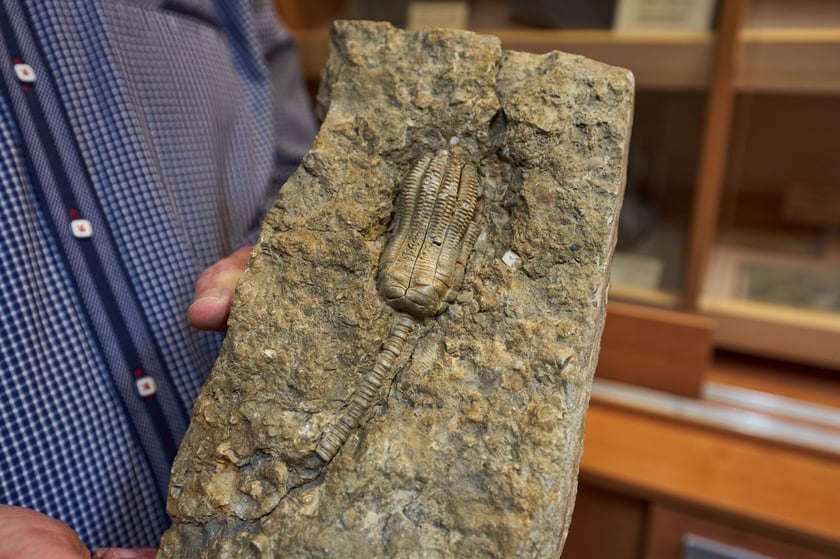 Jurajski liliowiec Pentacrinus braiareus z stanowiska Erkrode.