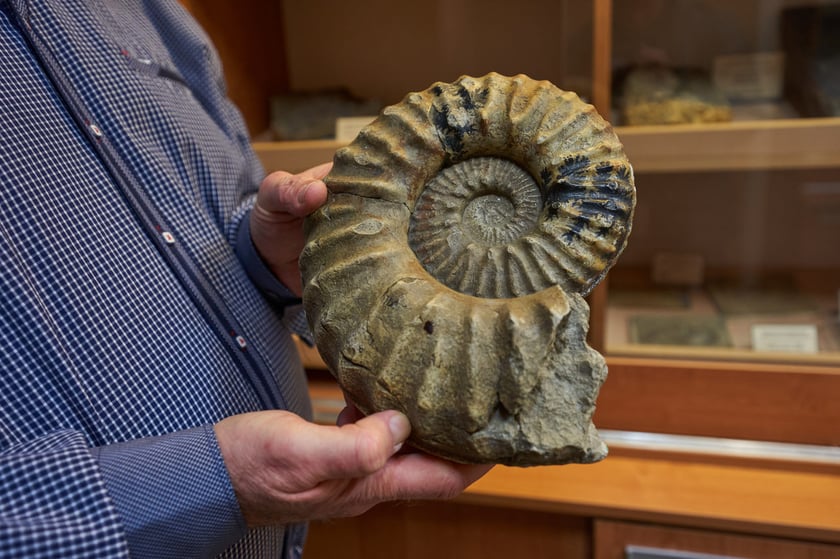 W XIX wieku na Uniwersytecie pracował sławny paleontolog Ferdinand Roemer (1818&ndash;1891). Badacz wiele podr&oacute;żował, z jednej takiej podr&oacute;ży po Ameryce P&oacute;łnocnej przywi&oacute;zł ogromne amonity. Wiele z tych eksponat&oacute;w to były nieznane do tej pory gatunki. 