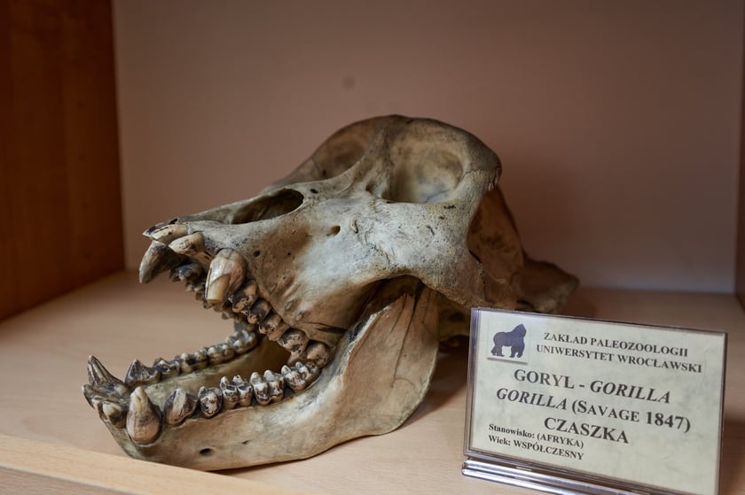 Czaszka goryla.
&ndash; Żeby poznać to, co kopalne, musimy znać szkielety zwierząt wsp&oacute;łczesnych. Dlatego w naszej kolekcji mamy też czaszki dzisiejszych zwierząt &ndash; wyjaśnia prof. Krzysztof Stefaniak.
