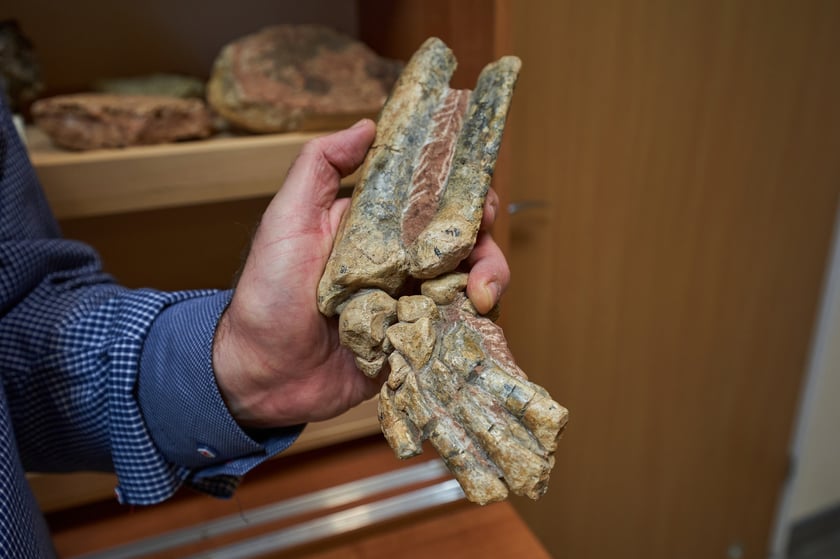 Kończyna przednia kopalnego niedźwiedzia (Ursus minimus) z dolnego pliocenu. Szczątki odnaleziono na stanowisku Węże 1. na Jurze Krakowsko-Wieluńskiej.