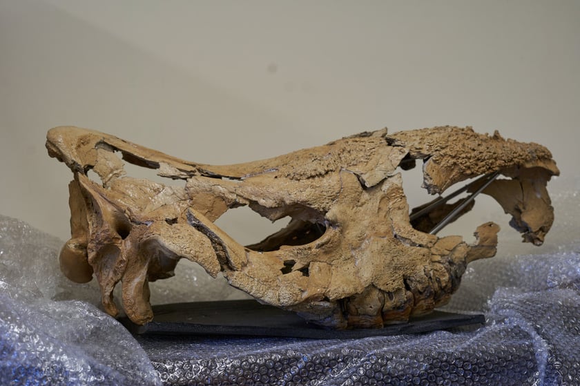 Szkielet czaszki kopalnego nosorożca leśnego (Stephanorhinus kirchbergensis) sprzed 120 tys. lat. Szkielet wydobyto w 2017 r. w Gorzowie Wielkopolskim podczas prac związanych z budową drogi S3 do Szczecina.
Czaszka jest niemal kompletna, ale podczas wydobycia się rozpadła. Naukowcy z Zakładu Paleozoologii na Uniwersytecie Wrocławskim zabezpieczyli ją masą plastyczną i umieścili na szkielecie, aby kości były stabilne.