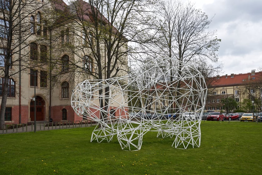 Instalacja z plastikowych rurek, kt&oacute;ra przypomina figurę niedźwiedzia. Z tyłu budynek Wydziału Architektury na Politechnice Wrocławskiej przy ul. Prusa&nbsp;