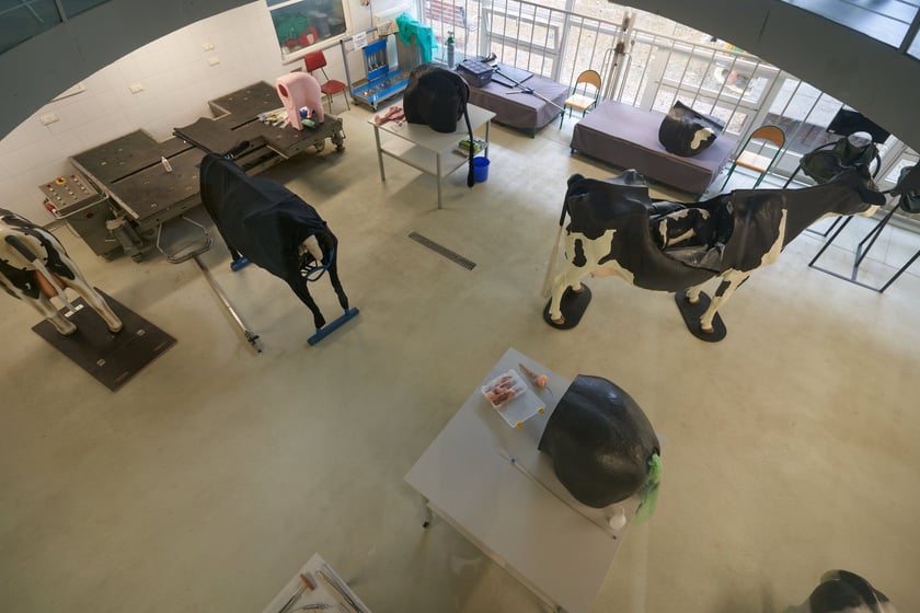 Sala ćwiczeń w Klinice Rozrodu z Kliniką Zwierząt Gospodarskich Uniwersytetu Przyrodniczego we Wrocławiu