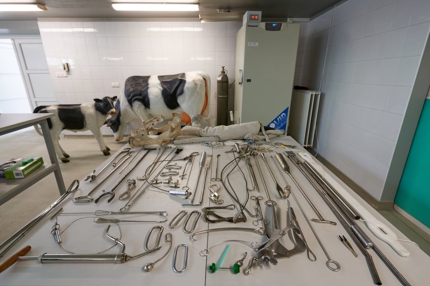 Sala ćwiczeń w Klinice Rozrodu z Kliniką Zwierząt Gospodarskich Uniwersytetu Przyrodniczego we Wrocławiu