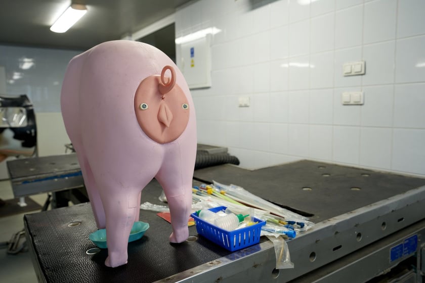 Sala ćwiczeń w Klinice Rozrodu z Kliniką Zwierząt Gospodarskich Uniwersytetu Przyrodniczego we Wrocławiu