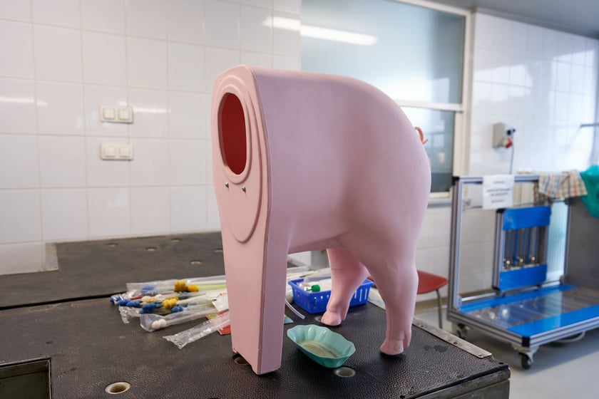 Sala ćwiczeń w Klinice Rozrodu z Kliniką Zwierząt Gospodarskich Uniwersytetu Przyrodniczego we Wrocławiu